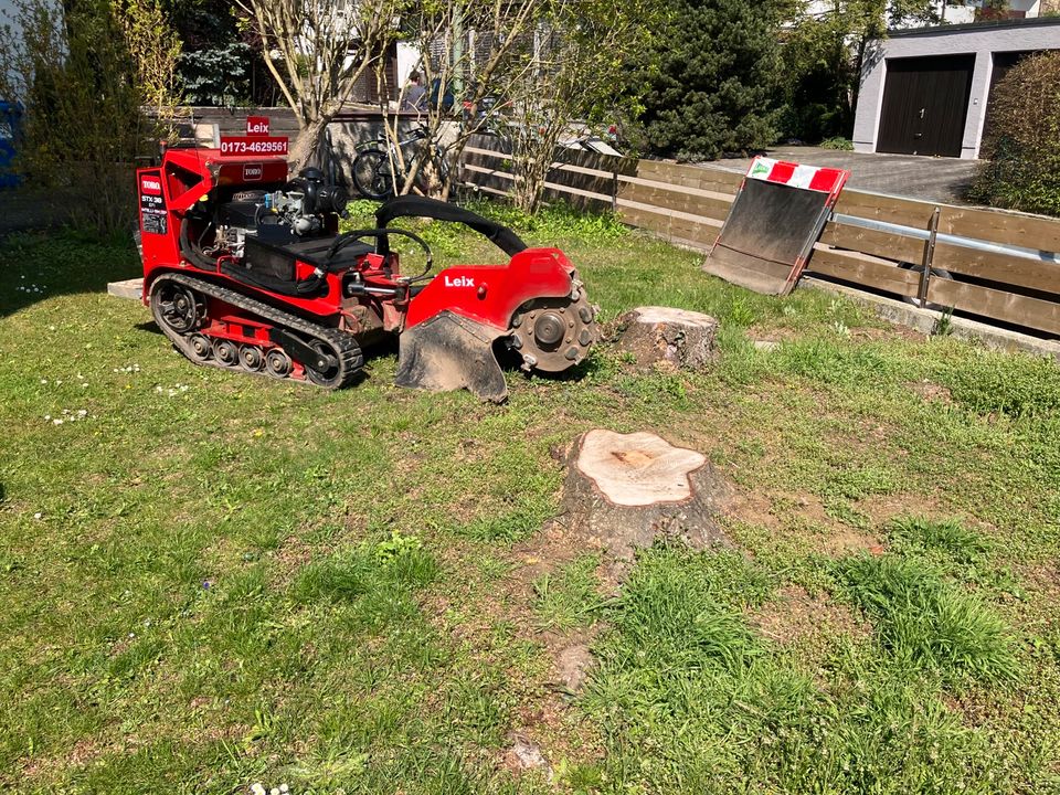 Baumstumpffräsen Stubbenfräsen Wurzelfräsen Hecke entfernen fräse in Wertingen