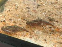 Triops Cancriformis Zuchtansatz Urzeitkrebse Deutschland Schwerin - Gartenstadt - Ostorf Vorschau