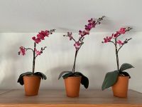 Orchideen künstlich im Topf Nordrhein-Westfalen - Weilerswist Vorschau