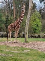 Mitarbeiter-/innen f. Garten-Landschaftsbau u.Dienstleistungen Bayern - Erlangen Vorschau