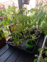 Tomatenpflanzen Rheinland-Pfalz - Pfaffen-Schwabenheim Vorschau