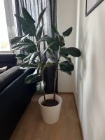 Pflanze mit Ikea Topf Sojaböna Lindenthal - Köln Sülz Vorschau