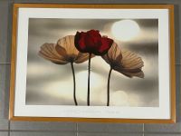 WIE NEU! Kunstdruck 70x50 Yoshizo Kawasaki „Poppies“ Nordrhein-Westfalen - Brühl Vorschau
