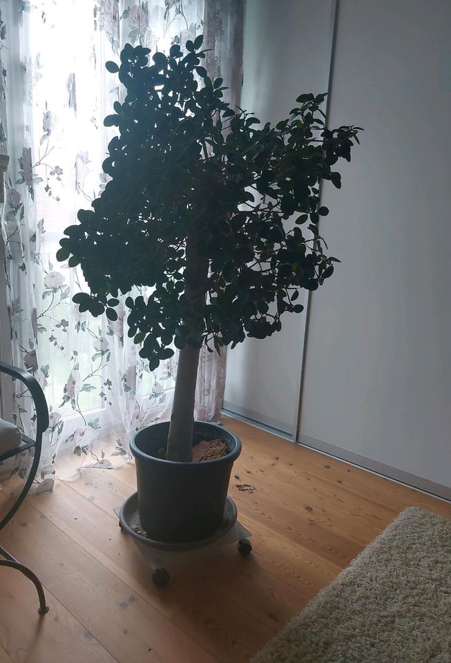 Ficus microcarpa in Marburg