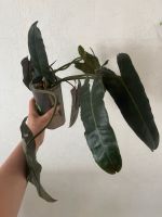 Philodendron Billietiae, Stecklinge Nordrhein-Westfalen - Gladbeck Vorschau