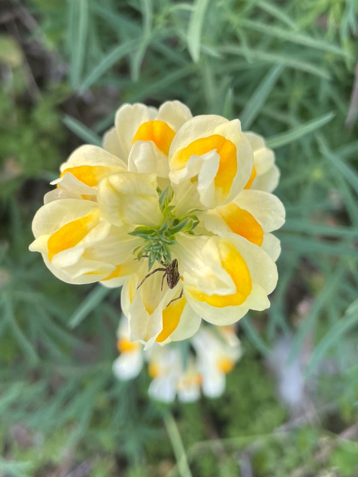 30 Samen Echtes Leinkraut - Schmetterling, Insekten, Bienen in Baldham