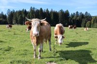 Bio Milchkühe Fleckvieh bioland Rinder Kuh Rind Bayern - Holzkirchen Vorschau