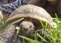Schildkröte vermisst Sachsen-Anhalt - Thale-Neinstedt Vorschau