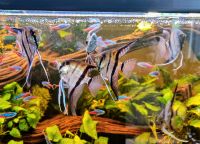 Zuchtgruppe Rio Negro Skalar Pterophyllum scalare Aquarium Fische Bayern - Kleinaitingen Vorschau