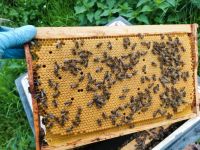 Bienen Ableger DNM Nordrhein-Westfalen - Wegberg Vorschau