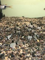 Panda Panzerwelse, Corydoras Panda abzugeben Nordrhein-Westfalen - Mönchengladbach Vorschau