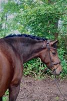 Ungarisches Warmblut Dressur springen Vielseitigkeit Nordrhein-Westfalen - Herzebrock-Clarholz Vorschau