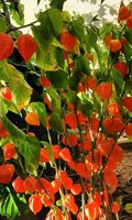 Winterharte Lampionblume, Staude, Gartenblume Vorpommern-Rügen - Landkreis - Sundhagen Vorschau