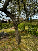 Garten in Niederklein zu Vermieten Hessen - Stadtallendorf Vorschau