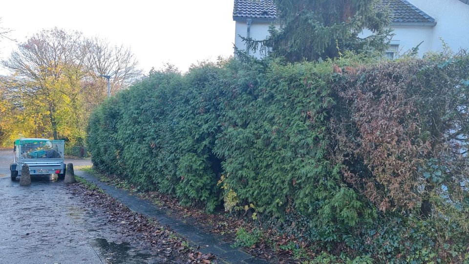 Heckenschnitt Hecke Schneiden Baumfällung Gartenpflege Rasenmähen in Bonn