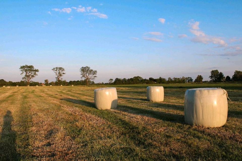 Heulage in Rundballen vom 1. Schnitt Mitte Mai 2024 in Butjadingen