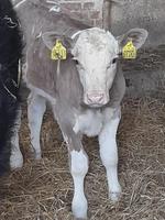 Bullenkalb Niedersachsen - Bockenem Vorschau