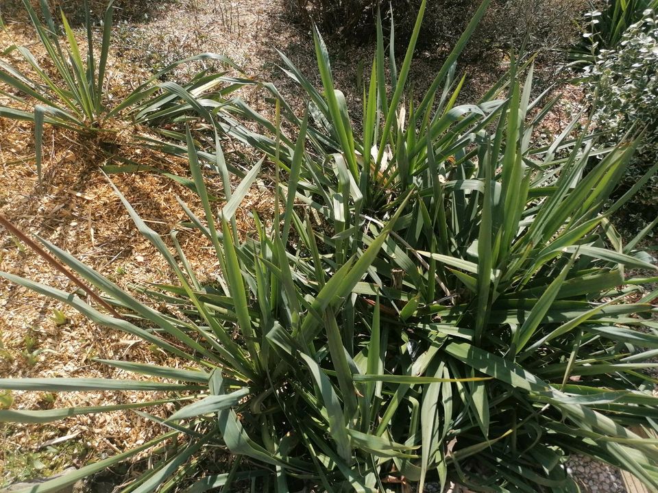 Palme Lilie/Yucca Palme in Hofgeismar