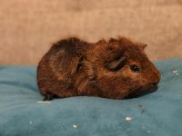 Meerschweinchen Kastrat Goldagouti Niedersachsen - Hoyerhagen Vorschau