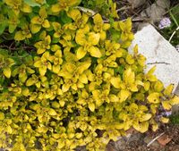 Biete Rarität Goldoregano origanum vulgare an. Saarland - Gersheim Vorschau