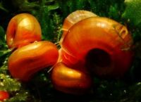 Orange Posthornschnecke PHS Rheinland-Pfalz - Haßloch Vorschau