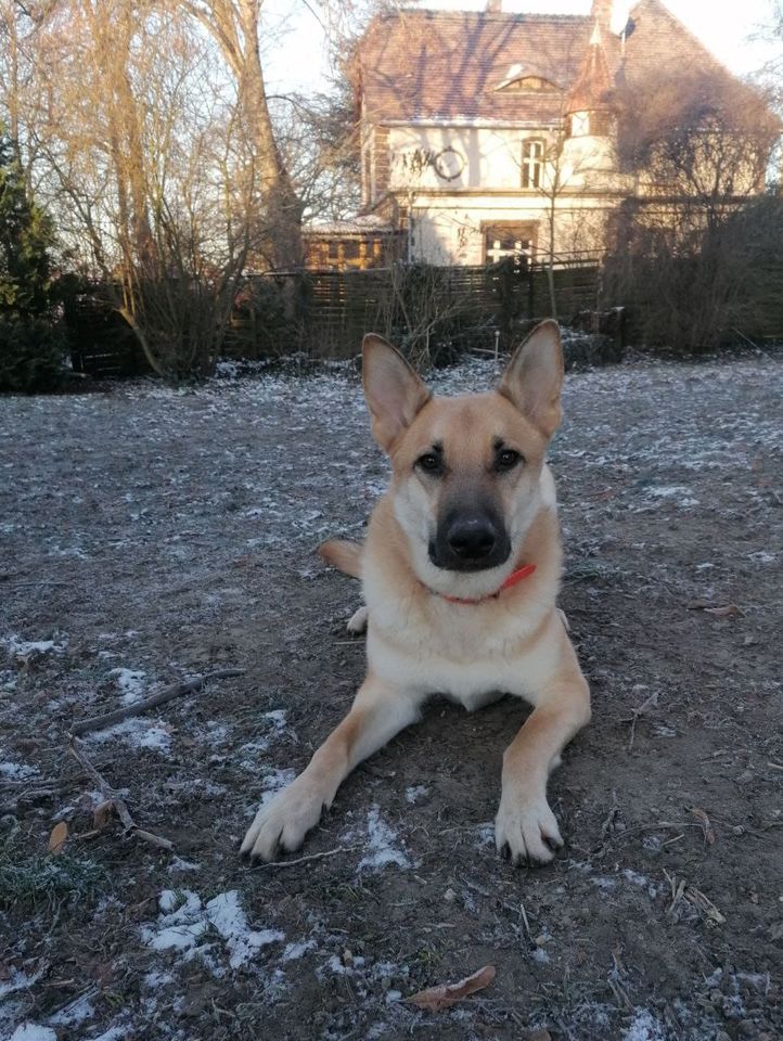 Unser agiler und toller Wolfi sucht unternehmenslustige Menschen in Bismark (Altmark)