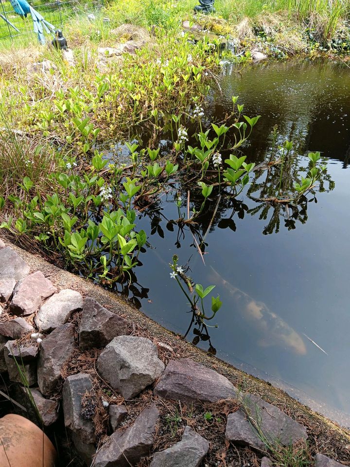 Teichpflanzen für randzone und/oder bachlauf in Goldbach