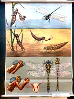 Biologische Wandtafel / Vintage Poster "Libellen" Schleswig-Holstein - Henstedt-Ulzburg Vorschau