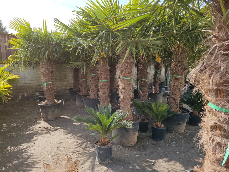 Trachycarpus Fortunei Chinesische Hanfpalme 125/150 Sth in Oer-Erkenschwick