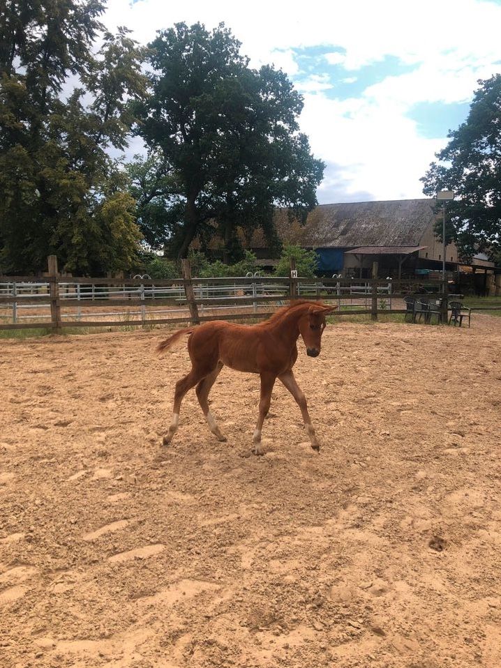 Quarter Horse Fuchs Wallach Jährling in Clenze