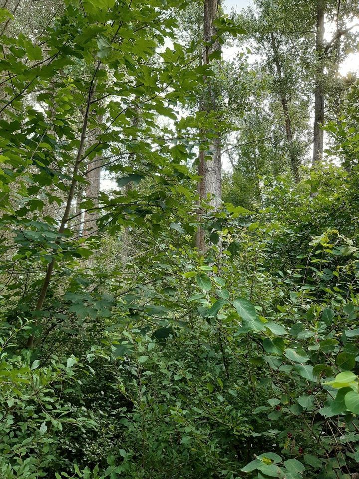 Freizeitgrundstück im Außenbereich zu vermieten in Weißenborn