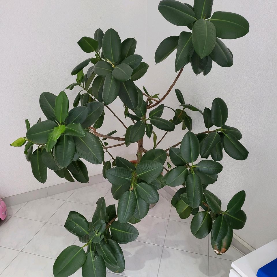 Gummibaum - Ficus elastica 'Robusta' ca. H: 180cm in Kraichtal