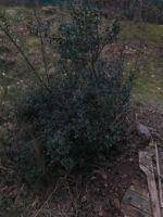 Verschenke Ilex Pflanze Busch Strauch Pflanze Niedersachsen - Asendorf (Nordheide) Vorschau