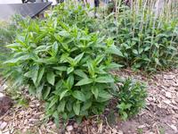 Nur noch wenige - Phlox Gartenblumen Sommerphlox Mecklenburg-Vorpommern - Grabowhöfe Vorschau