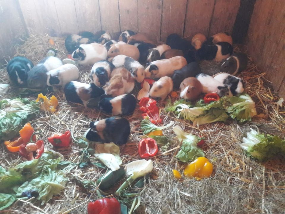 Viele bunte Meerschweinchen, Weibchen und Böckchen abzugeben! in Waldbröl