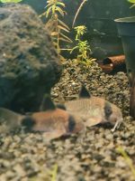 Panda Panzerwels/ Corydoras Panda Brandenburg - Rathenow Vorschau