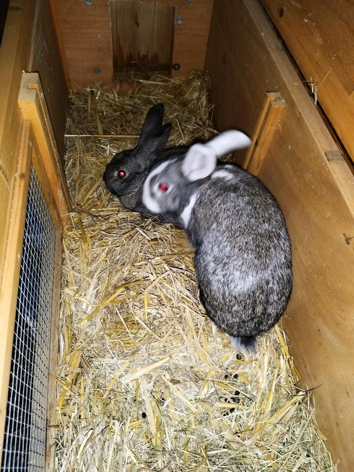 Kaninchenmädels in Großsolt