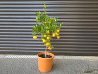 Mandarinenbaum mit viele Mandarinen dran 60 cm hoch Bayern - Bad Aibling Vorschau