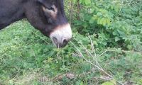 Naturschutz-gerechte Grünlandpflege durch sanfte Beweidung Bayern - Schöllkrippen Vorschau