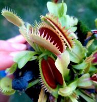 'UK 1' oder 'UK sawtooth 1' Dionaea muscipula Venusfliegenfalle Saarland - Sulzbach (Saar) Vorschau