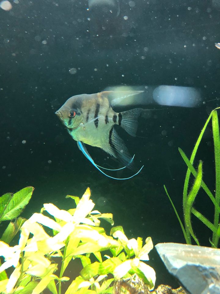 Skalar Pterophyllum in Braunschweig