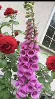 Fingerhut kräftige Pflanzen, weiß, rosa, lila ab 70cm hoch 3€ Berlin - Biesdorf Vorschau