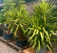 ⚠️ Wunderschöne große Yucca Elephantipes Palme / Yukka Palme  ⚠️ Leipzig - Engelsdorf Vorschau