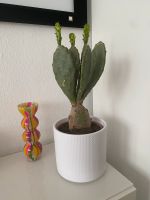 Feigenkaktus Kaktus agave Zimmerpflanze Sukkulente inkl. Topf Köln - Niehl Vorschau