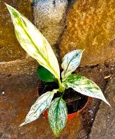 Spathiphyllum Sensation Variegata -  M35 Hessen - Obertshausen Vorschau