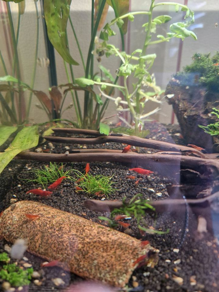 Neocaridina Garnelen, rote Garnelen, Aquarium in Boxberg