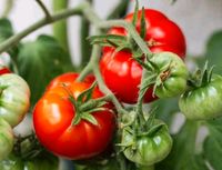 Tomatenpflanzen, Tomaten Hessen - Rüsselsheim Vorschau