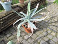 Agave, Kübelpflanze, Farbe grün Niedersachsen - Grasberg Vorschau