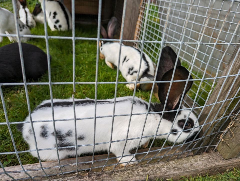 Deutsche Riesenchecken, Kaninchen, Hasen, Böcke abzugeben in Großefehn