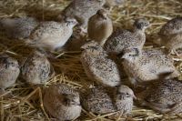 Japanische Legewachtel-Hennen Goldsprenkel/Isabellfarben Nordrhein-Westfalen - Mönchengladbach Vorschau